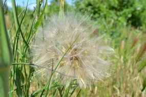 fluffy dandelion on a grain field