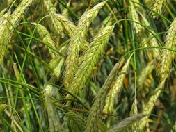 cereal field with Green spikelets