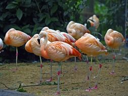 Beautiful and colorful flamingos in the jungle of brazil