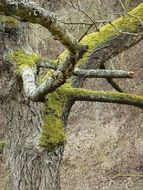 Tree branches with green and yellow moss