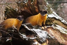 two yellow martens among nature