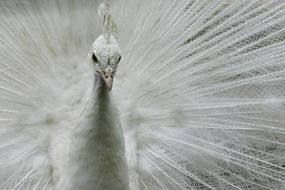 splendiferous white peacock animal bird nature