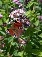 peacock butterfly on a fluffy spring flower