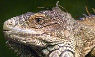 iguana head closeup