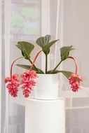 pink medinilla flowers