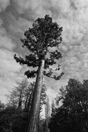tree forest dramatic Clouds in sky