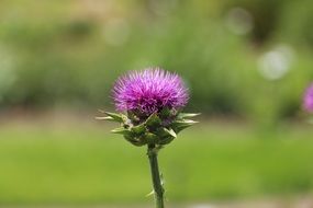 macro photo of purple ornamental plant