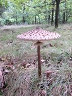 giant screen fungus in the wood