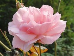 tender pink rose flowers blossom