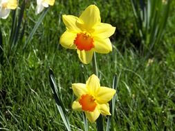 bright yellow daffodil flowers in the garden