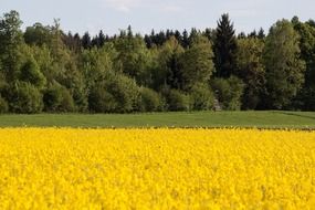 yellow rape field on a background of green forest