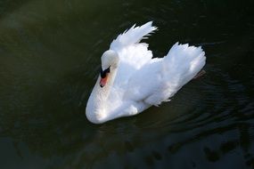 White swan on water
