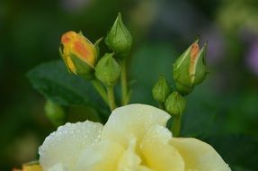 closed buds of yellow roses