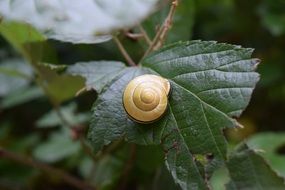 Yellow snail on green leaf