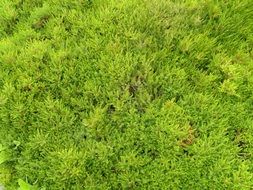 Landscape with grass close-up