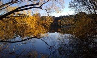 forest around the lake