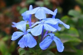 incredibly beautiful flower