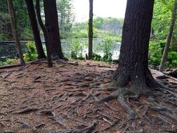 root system of trees in the forest in new england