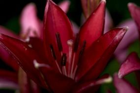 burgundy lily close up