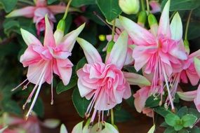 cute balcony plant closeup