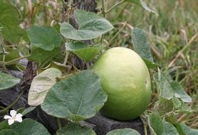 growing green squash