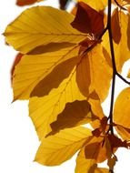 autumn leaves on a white background