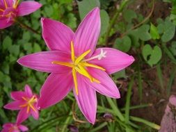 pink fairy lily