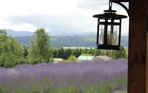 striking lavender nature