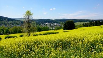 rapeseed field among beautiful nature