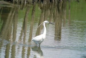 elegant white little egret