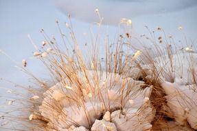 dry grass in the snow