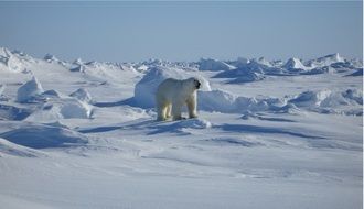 polar bear among endless white snows