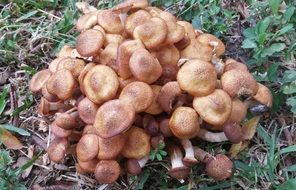 toadstools fungus
