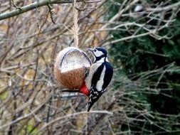 great spotted woodpecker eating from stuffed coconut