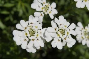 flowering of a white candytuft