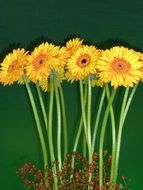 gentle and cute gerbera flowers