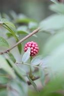 pink flower buds in spring