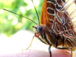 emperor butterfly in South Africa