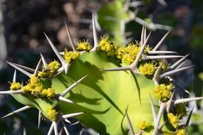 big spines on cactus