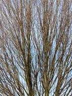 tree with straight branches closeup