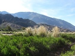 mountain summer landscape with bush at foreground