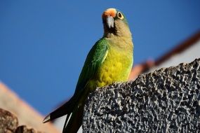 maritaca is a species of parrot
