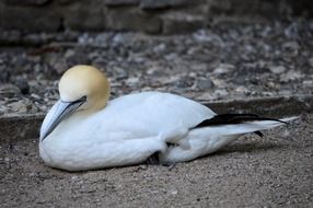 gannet bird in the wildlife