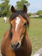 striking horse pony