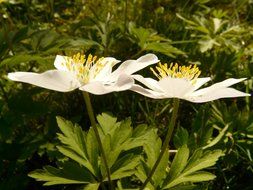 Wood anemone in the garden