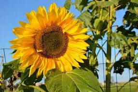 botanical sunflower