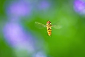 little yellow fly in flight