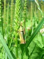 green grasshopper invisible in the grass