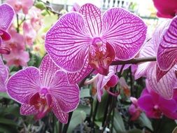 beautiful and delightful orchid blossom