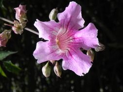 light purple flower with buds on a branch